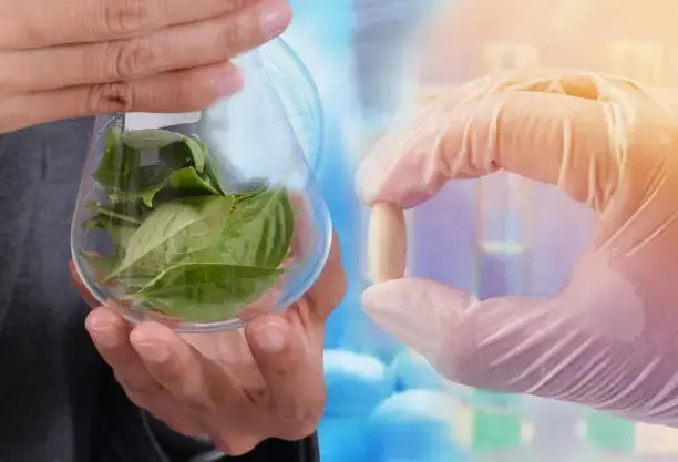 Campo agrícola sostenible