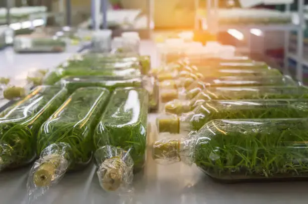 Bioempaques y ciclo de reciclaje