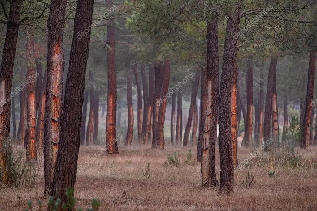 Técnica de ONG conversando con comunidad en bosque